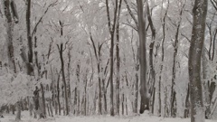 高見山の樹氷その３