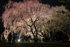 枝垂れ桜