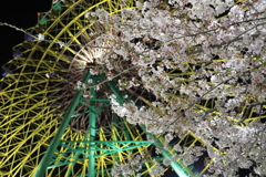 観覧車と夜桜