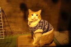 セーターを着たネコ