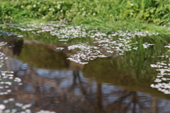 桜花びら