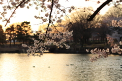 夕日の桜
