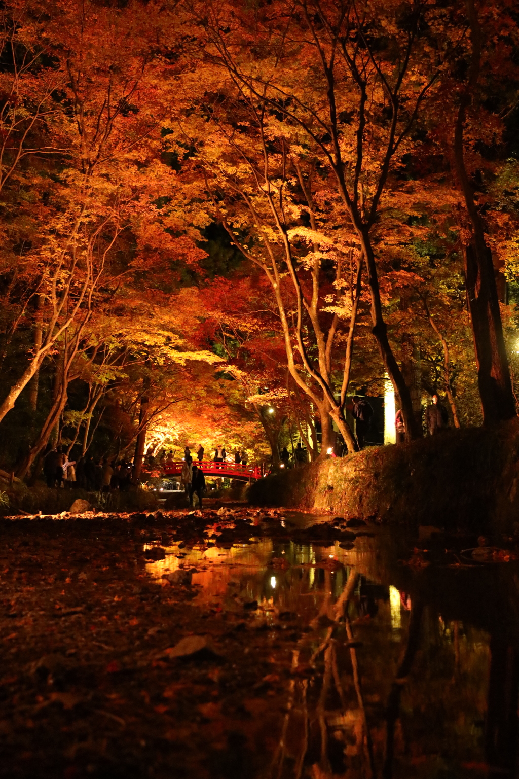 夜もみじ