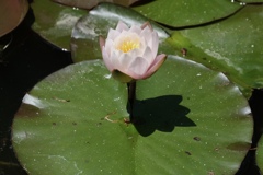 はす