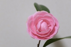 DSCF0751