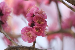 梅