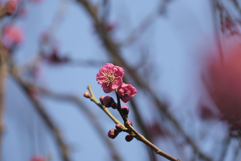 梅