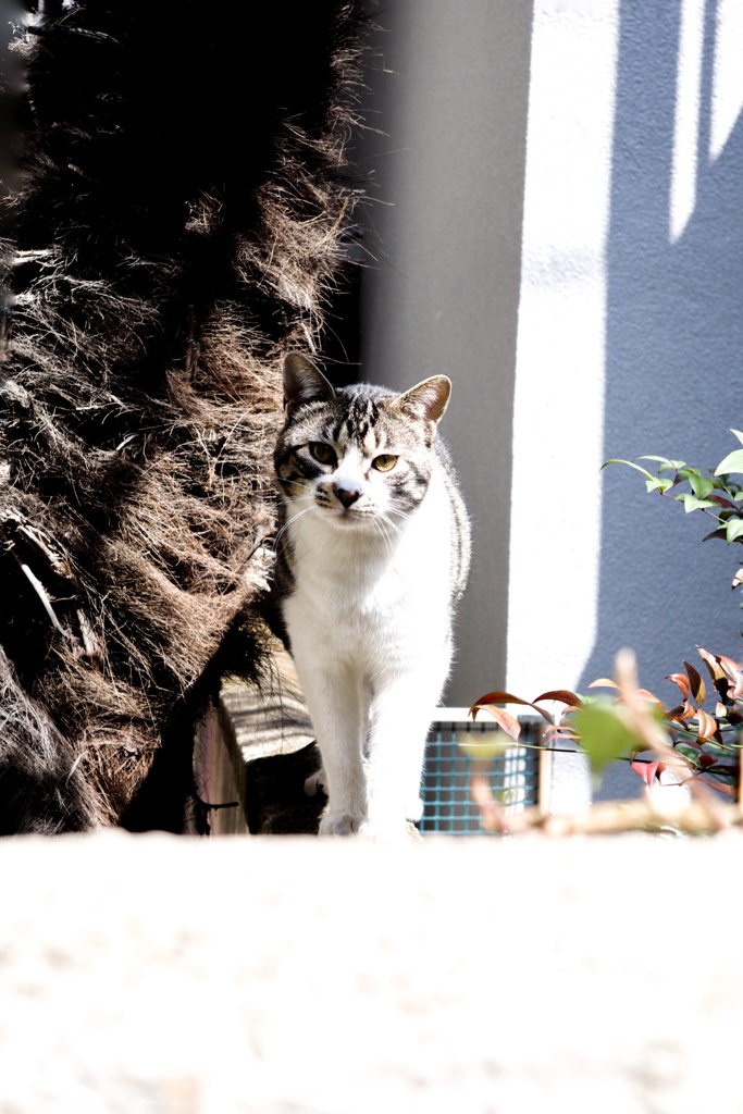 猫さん