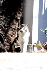 猫さん