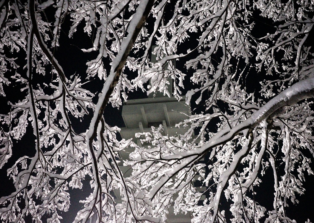 雪桜