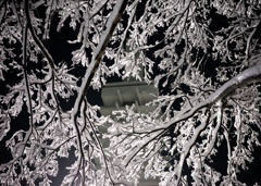 雪桜