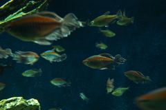 サンシャイン水族館