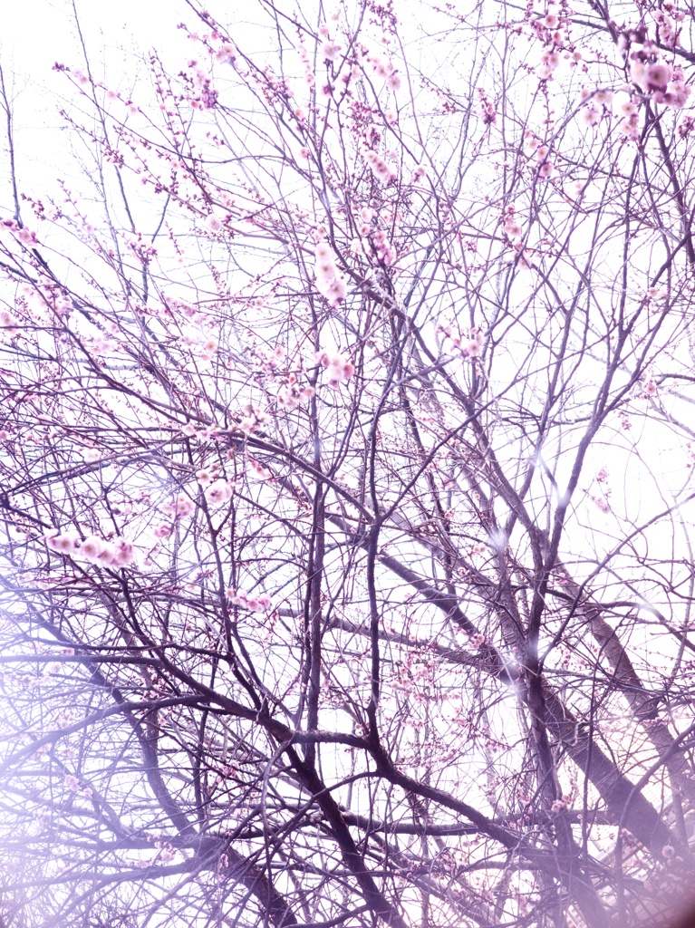早朝の桜