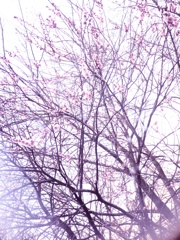 早朝の桜