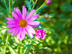ピンクの花