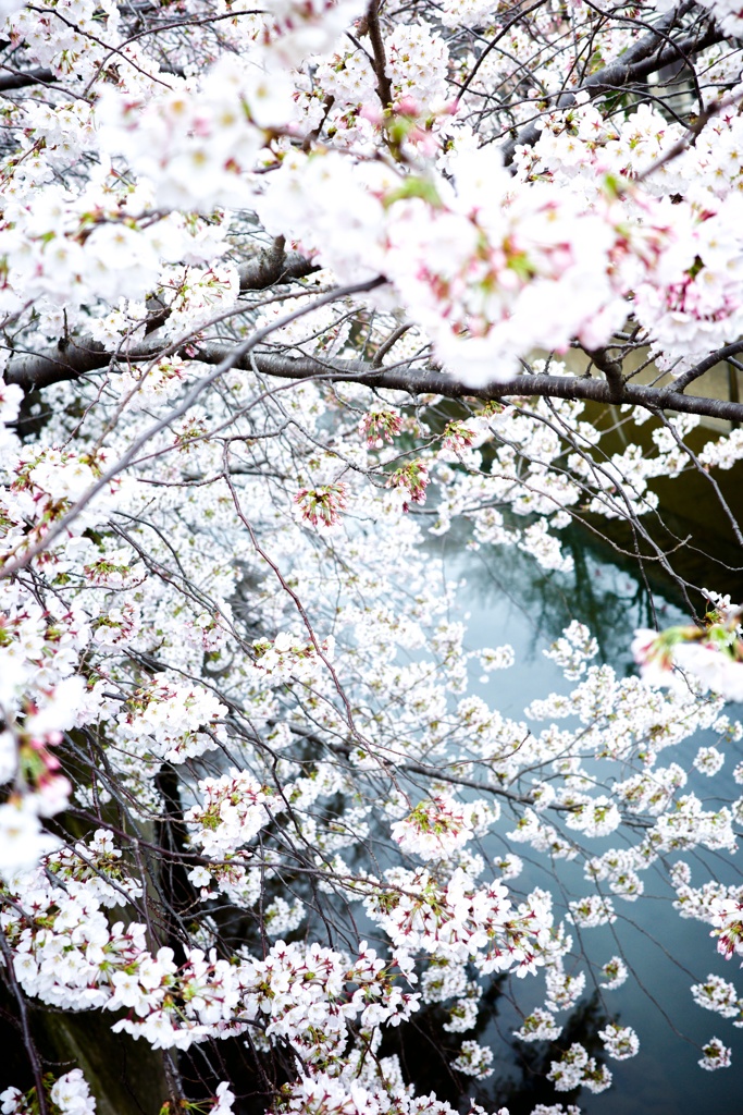 河桜
