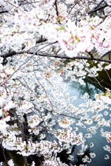 河桜