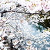 河桜