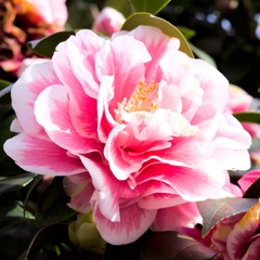 椿３