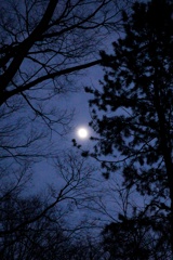 夜月