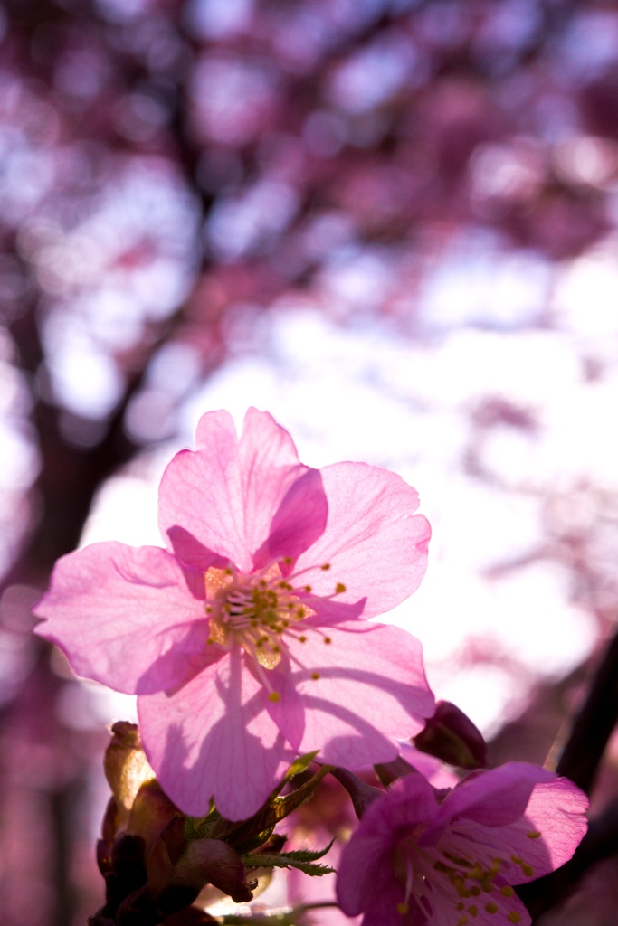 桜