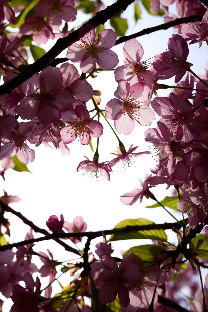 桜