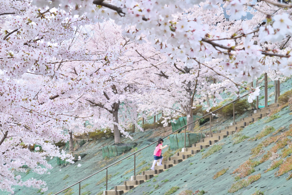 桜の階段