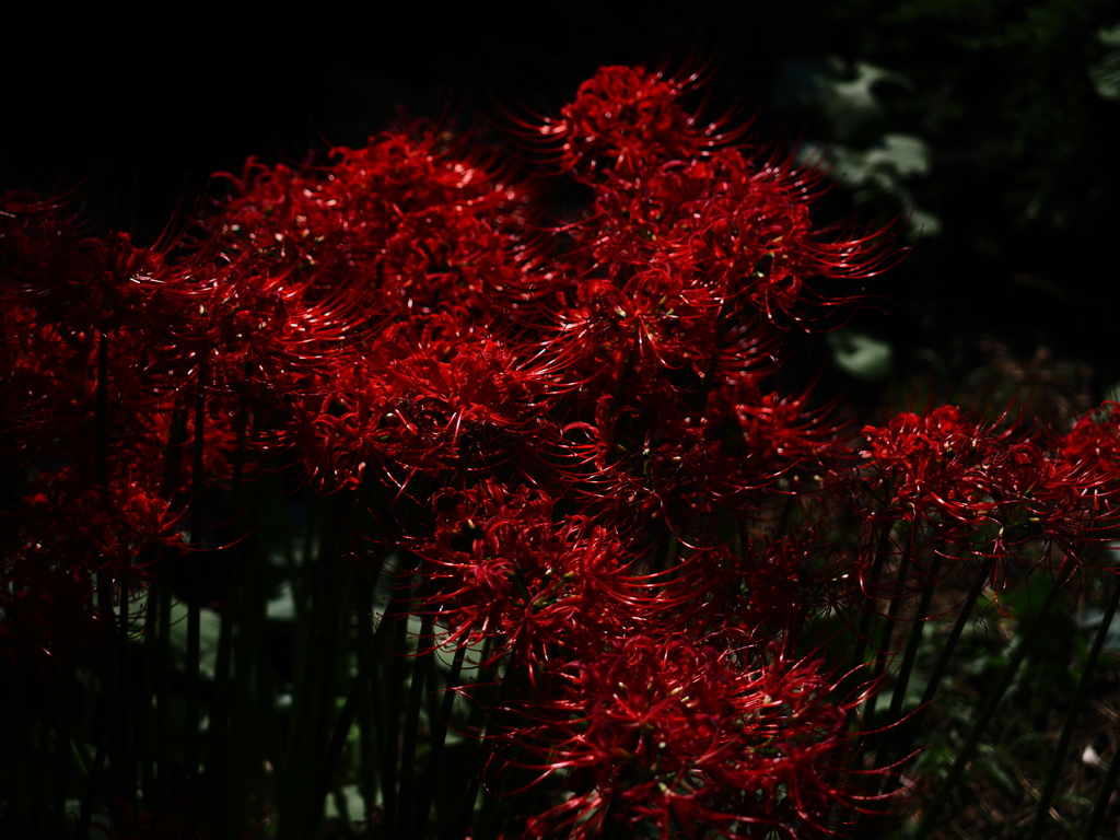 彼岸花