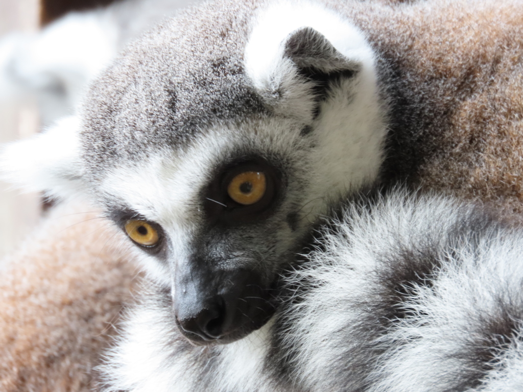 冬のワオキツネザル