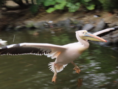 ペリカン飛翔