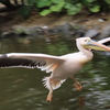 ペリカン飛翔
