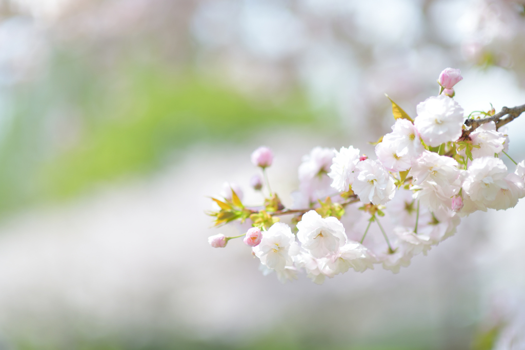 八重桜咲き誇ってます