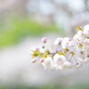八重桜咲き誇ってます