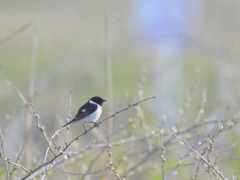 石狩のノビタキくん