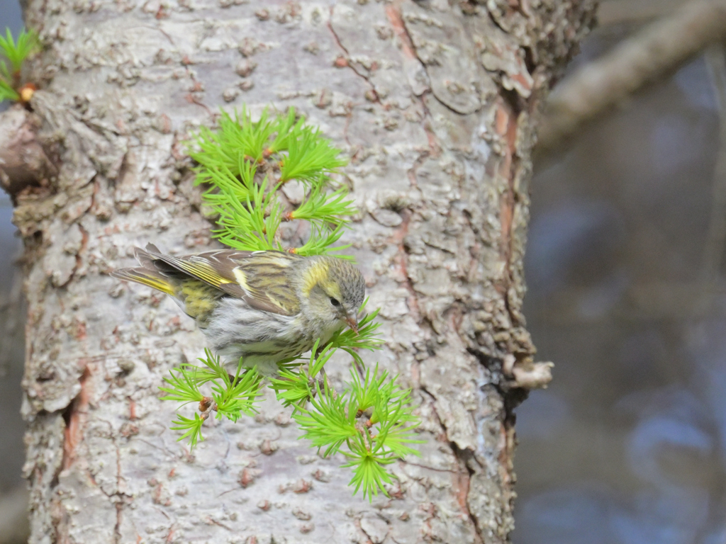 マヒワ　野鳥の中で一番かわいい