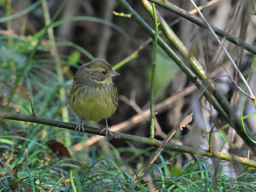 Z6Ⅱ 高感度　iso 12800