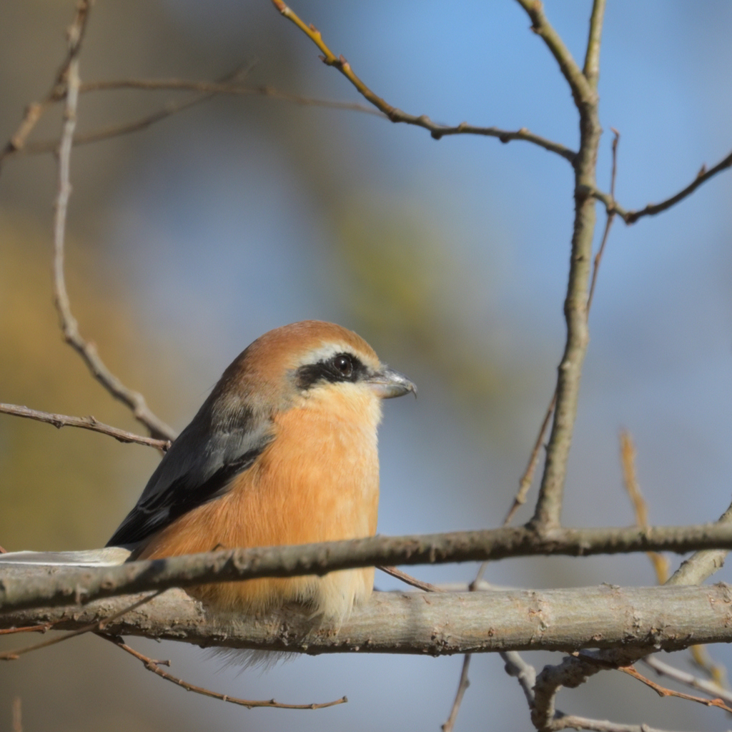 今季初のビオトープ