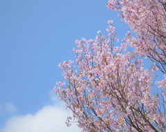 たぶん花散らし前の最後の晴れ