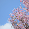 たぶん花散らし前の最後の晴れ