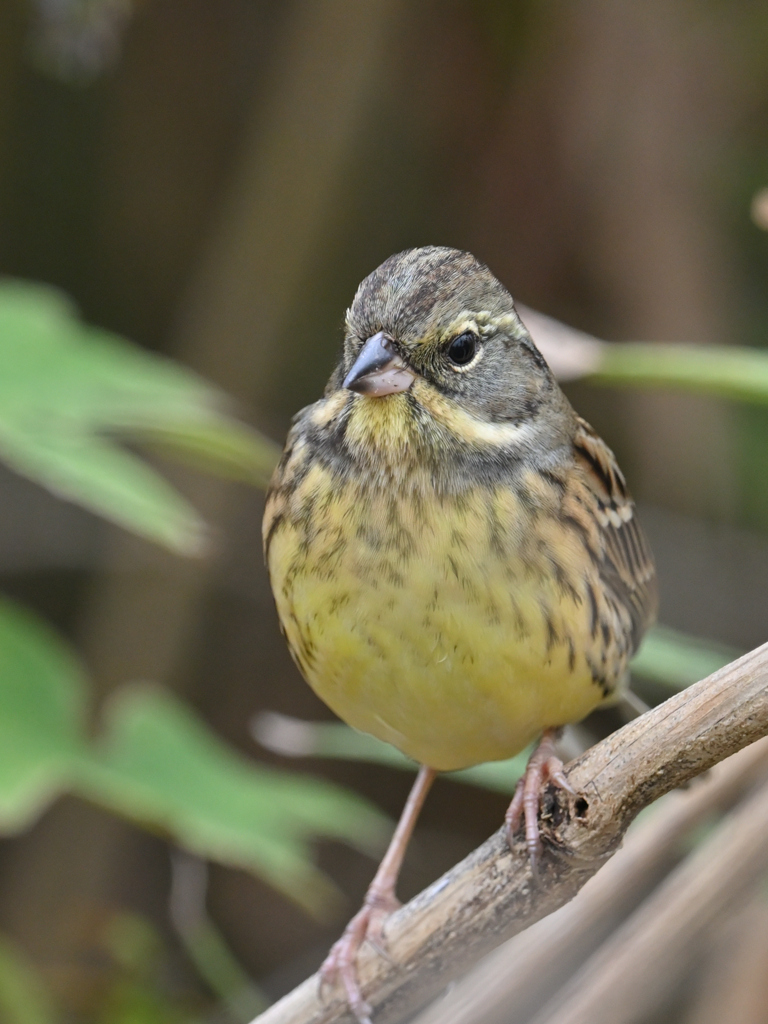 アオジ♀