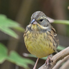 アオジ♀