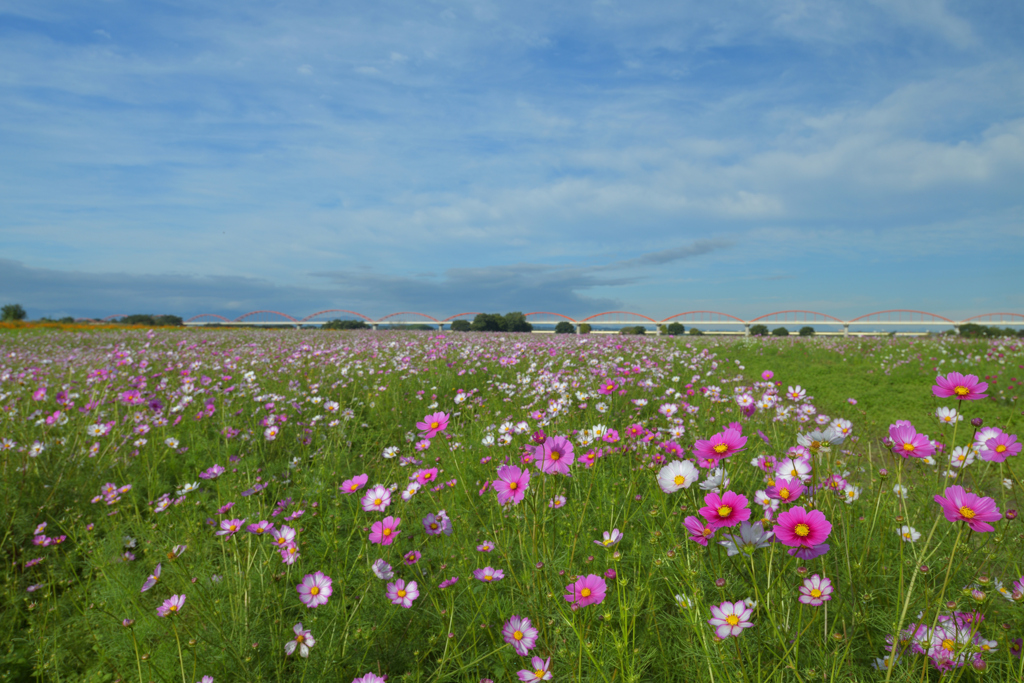 コスモスアリーナふきあげ全景