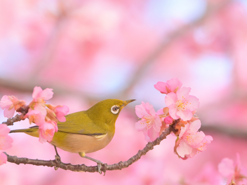 春はもうすぐですね