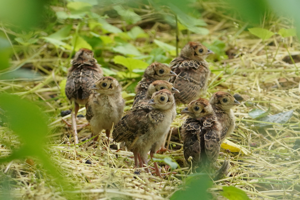 親が先に逃げ出して