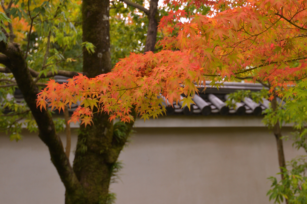 姫路　好古園の紅葉