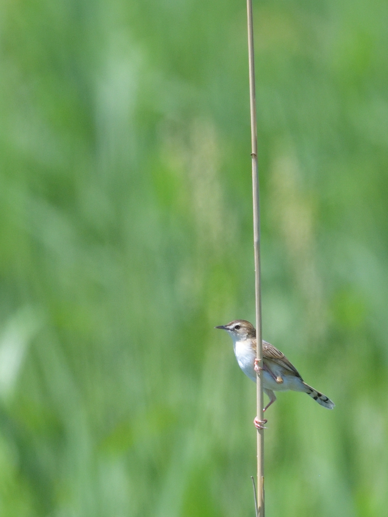 夏鳥