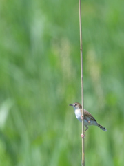 夏鳥