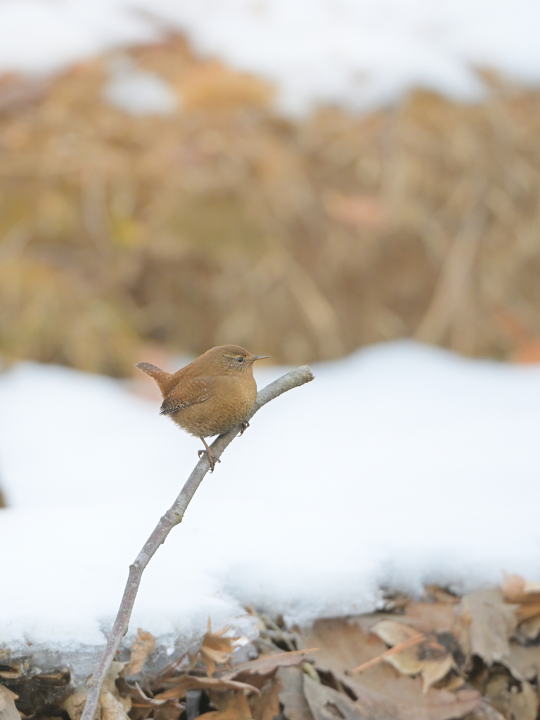 雪の中のミソサザイ