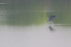 冬鳥のいなくなった大きな池