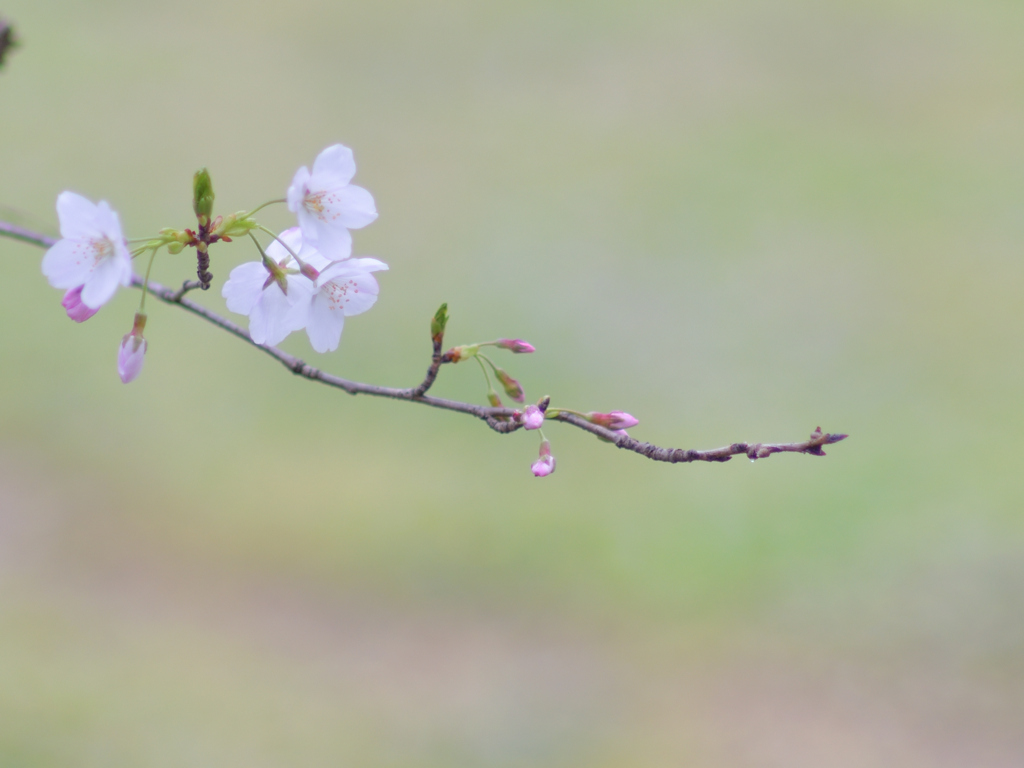 Sakura   まだ未完成
